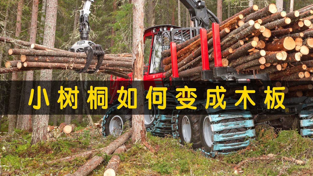 小树桐如何变成木板（全自动胶合板木工机械）