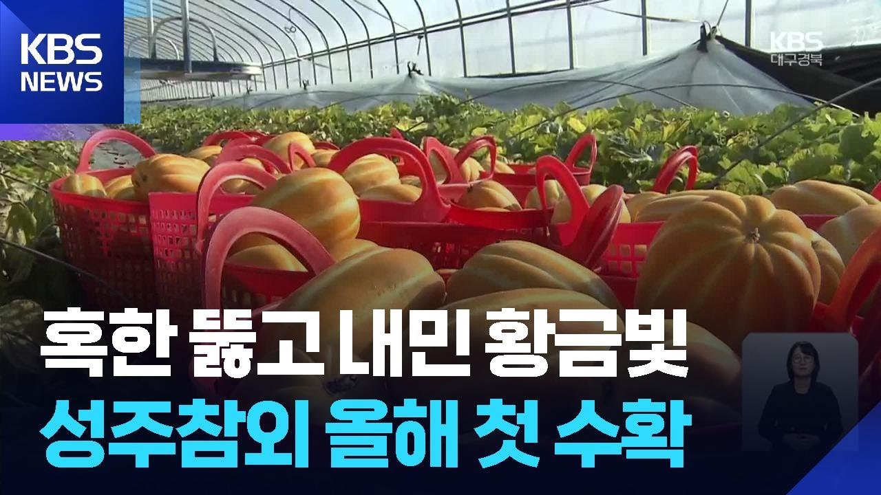 혹한 뚫고 내민 황금빛…성주참외 올해 첫 수확 / KBS  2026.01.07.