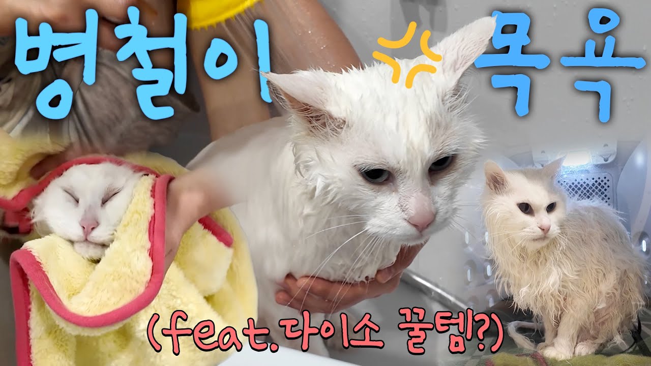 뉴 아이템 장착하고 장모 고양이 병철이 목욕시키기!