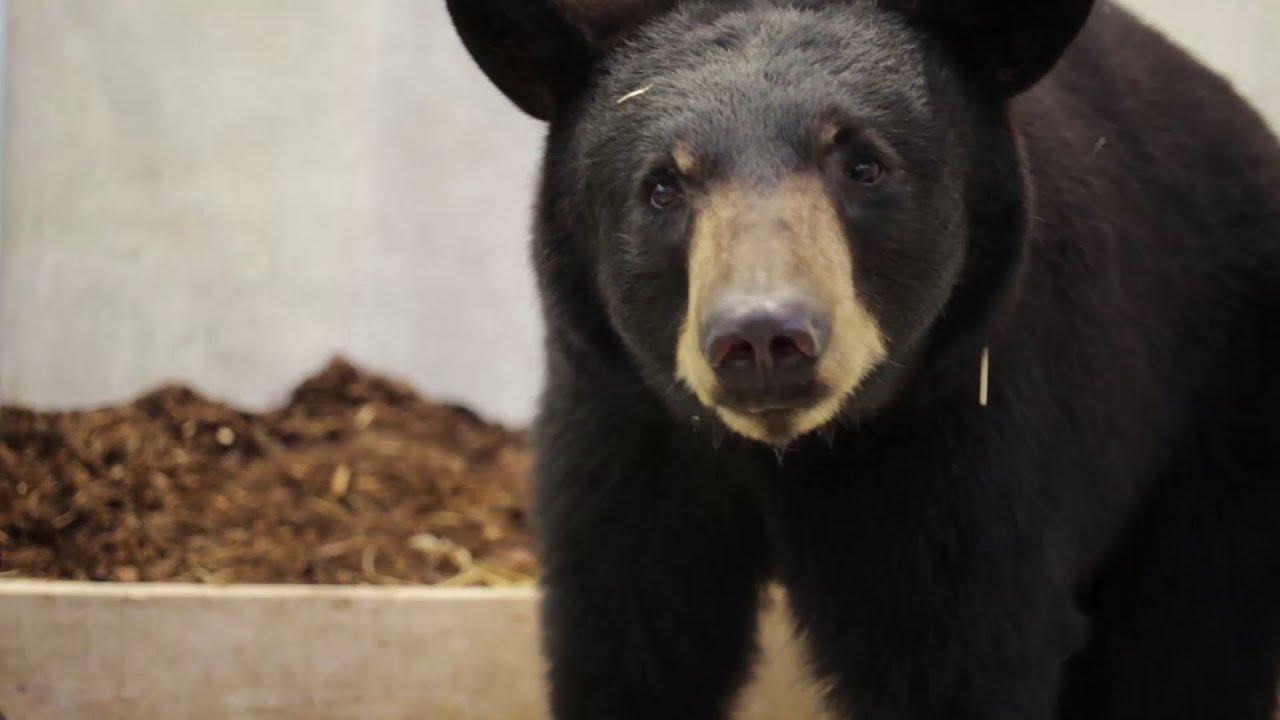 Arrivée des ours noirs au Parc Sainte-Croix