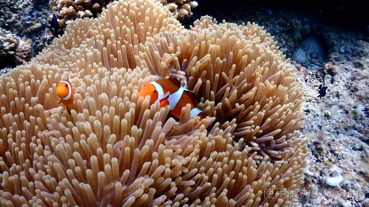 El Nido Snorkeling