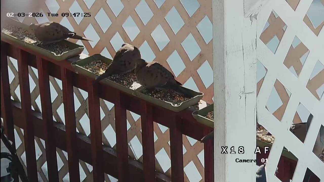 Bird watching in Vermont 2 15 26