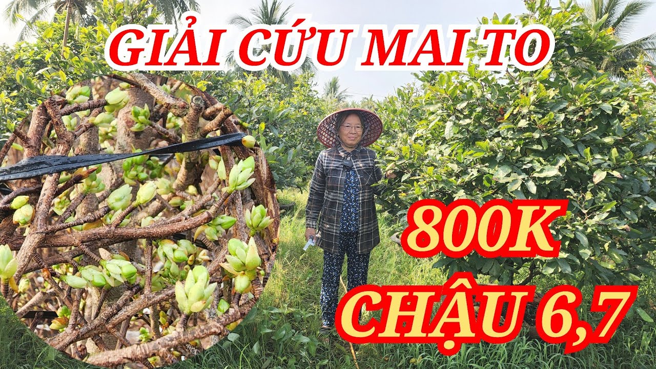 📞 CÔ TÁM 0974598067 MAI TÀNG CHƠI TẾT GIẢI CỨU CÂY TO 800K CHẬU 6,7 BAO SHIP 30/01/2026 | Bến Tre Ơi