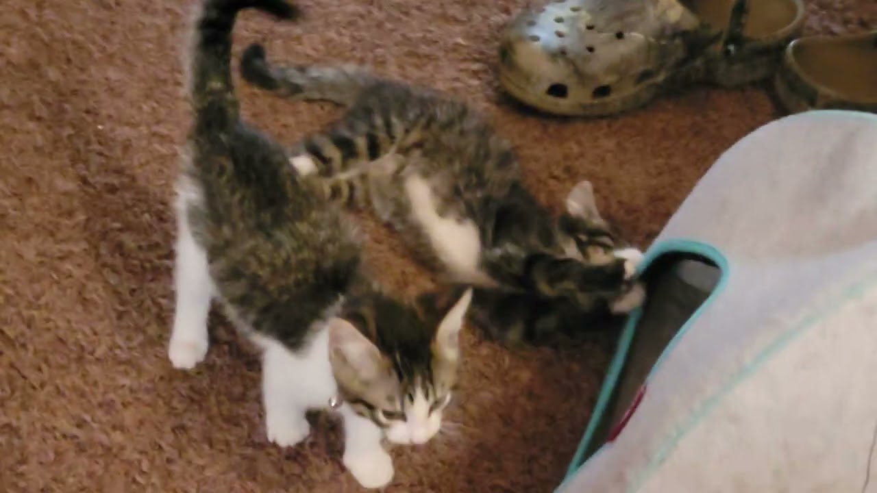 Jungle cats vs killer crocs