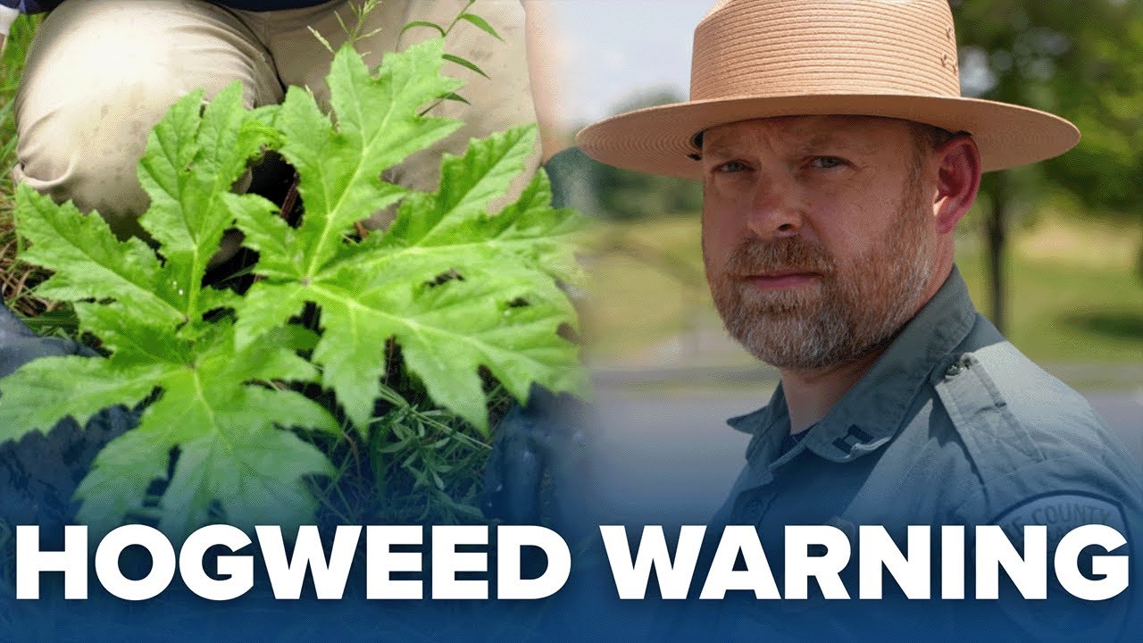 'It will cause burns': Toxic Giant Hogweed reported in Como Lake Park in Lancaster
