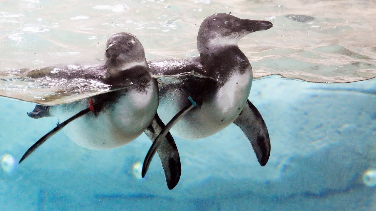 Baby Penguin Brothers Take Their FIRST Swim