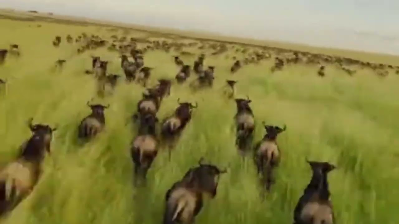 The Great Wildebeest Migration 2025 &ndash; Raw Power of the Serengeti