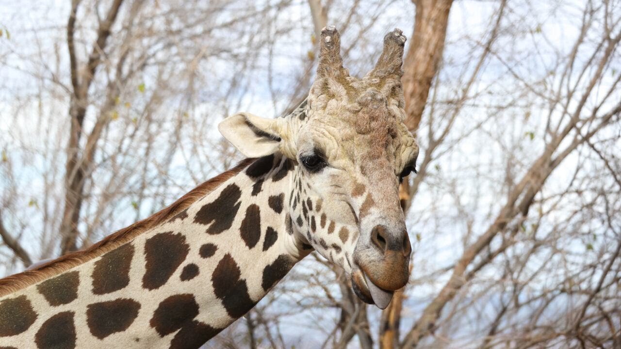Cheyenne Mountain Zoo says goodbye to ‘gentle giant’ giraffe, Khalid