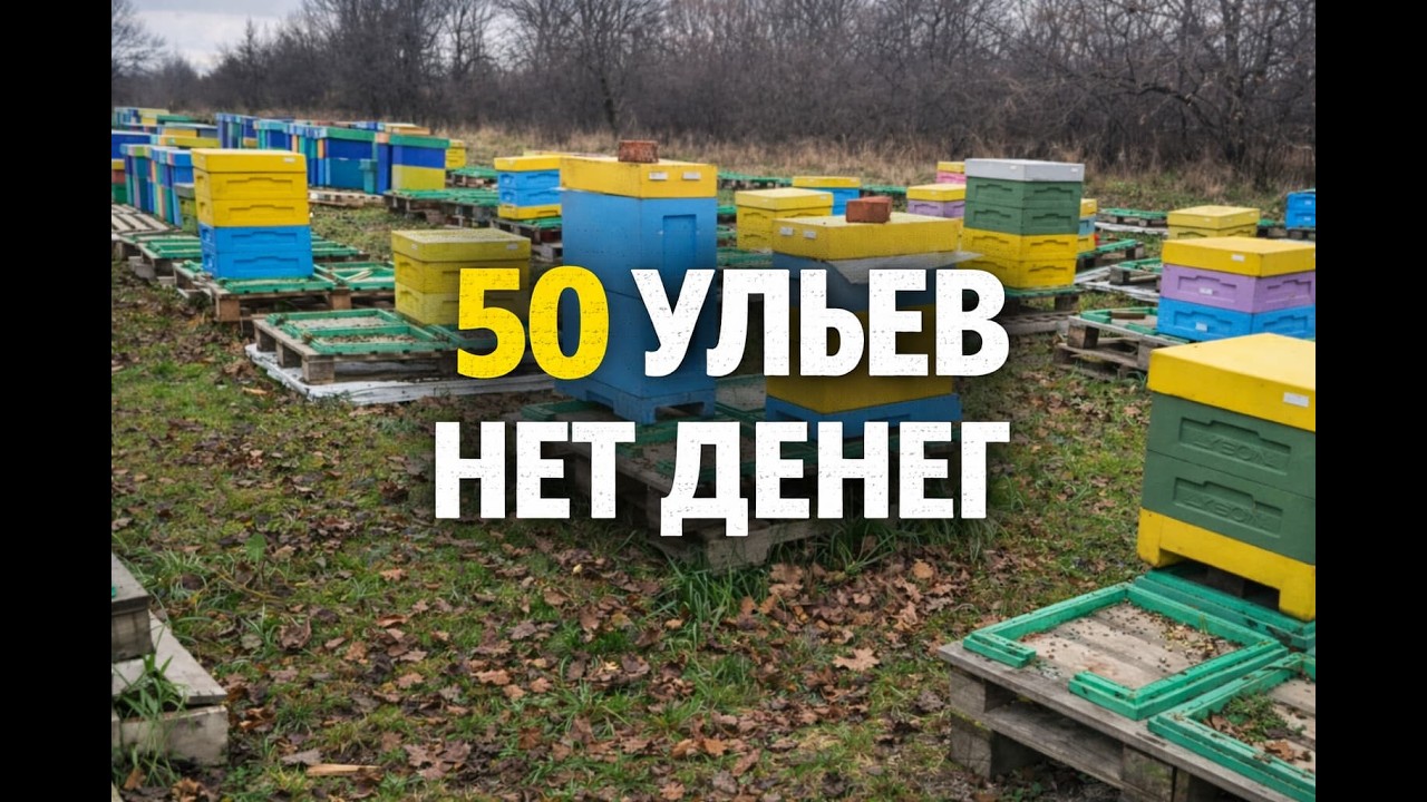 Почему 60–80 ульев — ловушка для пасечника