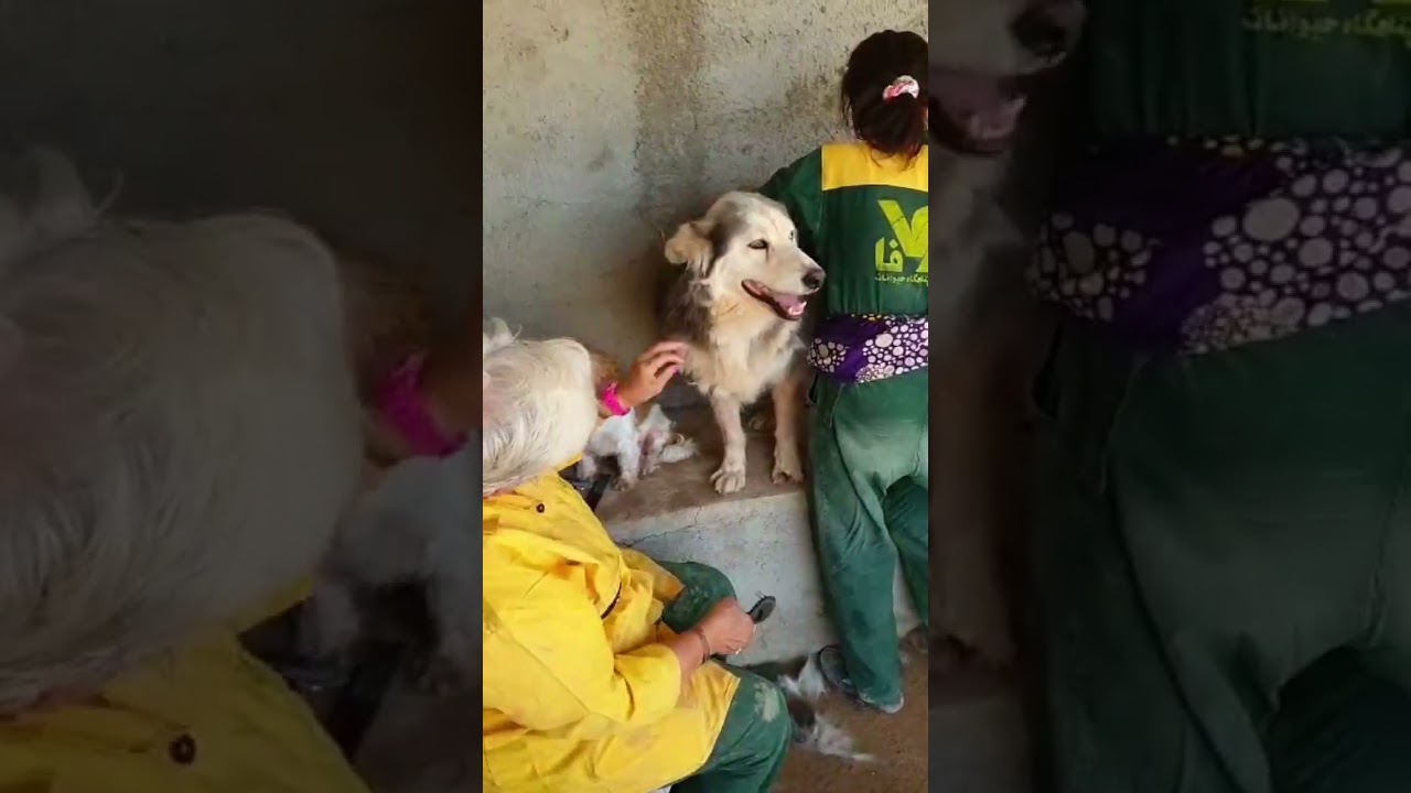 پناهگاه وفا، سگ ها و داوطلبان/ Vafa Shelter, Dogs, and Volunteers