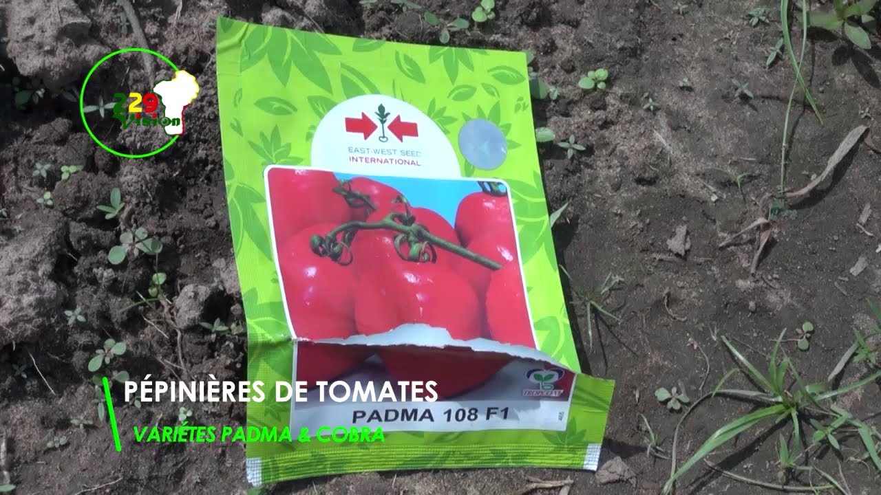 229 VISION: PEPINIERES DE TOMATES