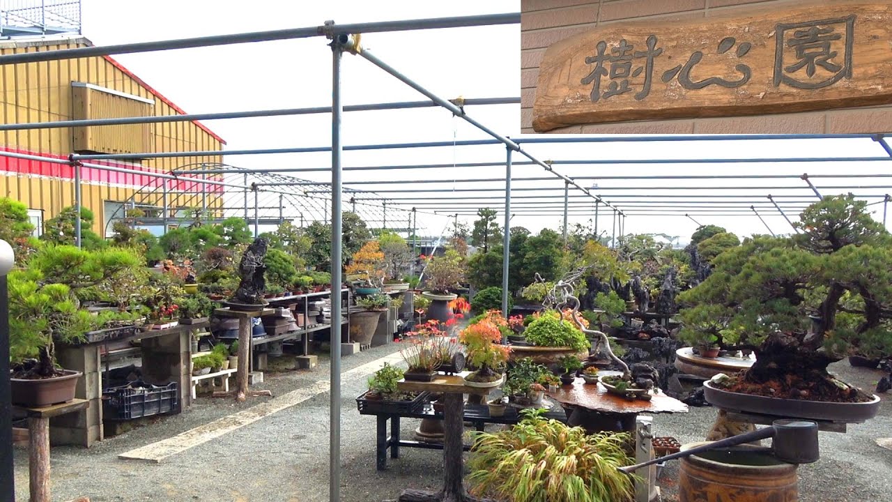 しんし、盆栽を買う　【熊本県 樹心園】