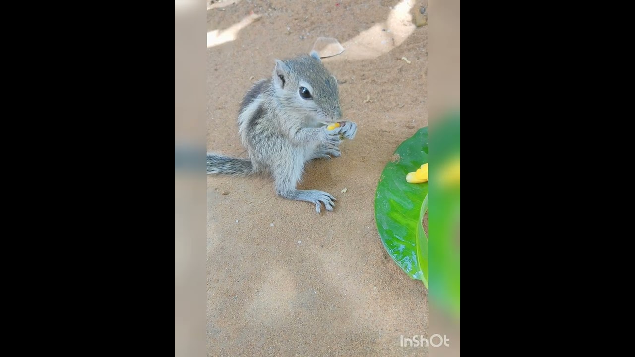 eating corn 😂😂