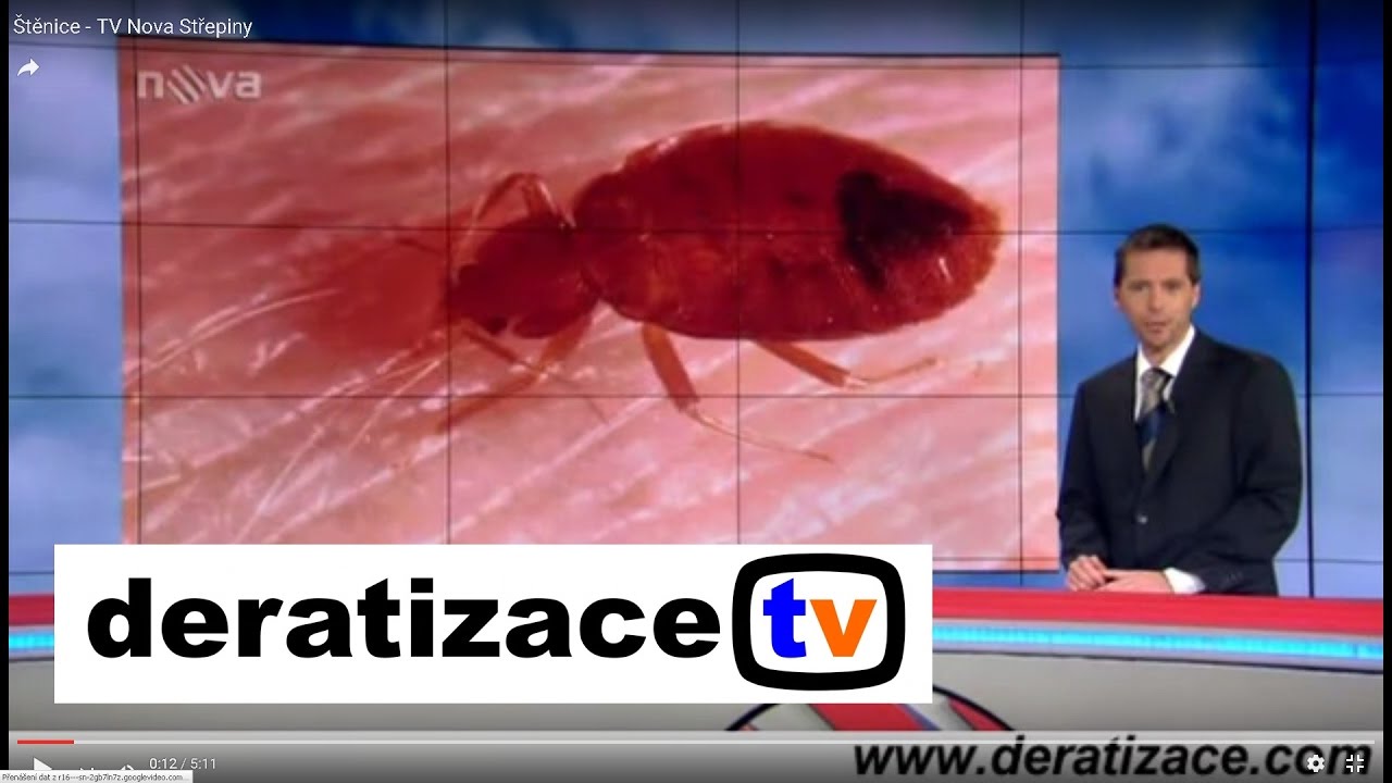 Štěnice - TV Nova Střepiny