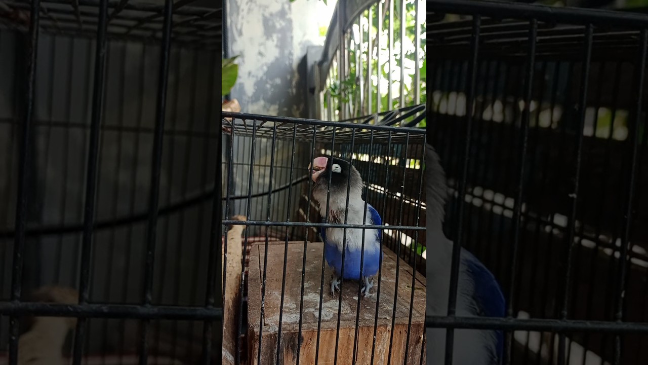 LOVEBIRD KONSLET JANTAN