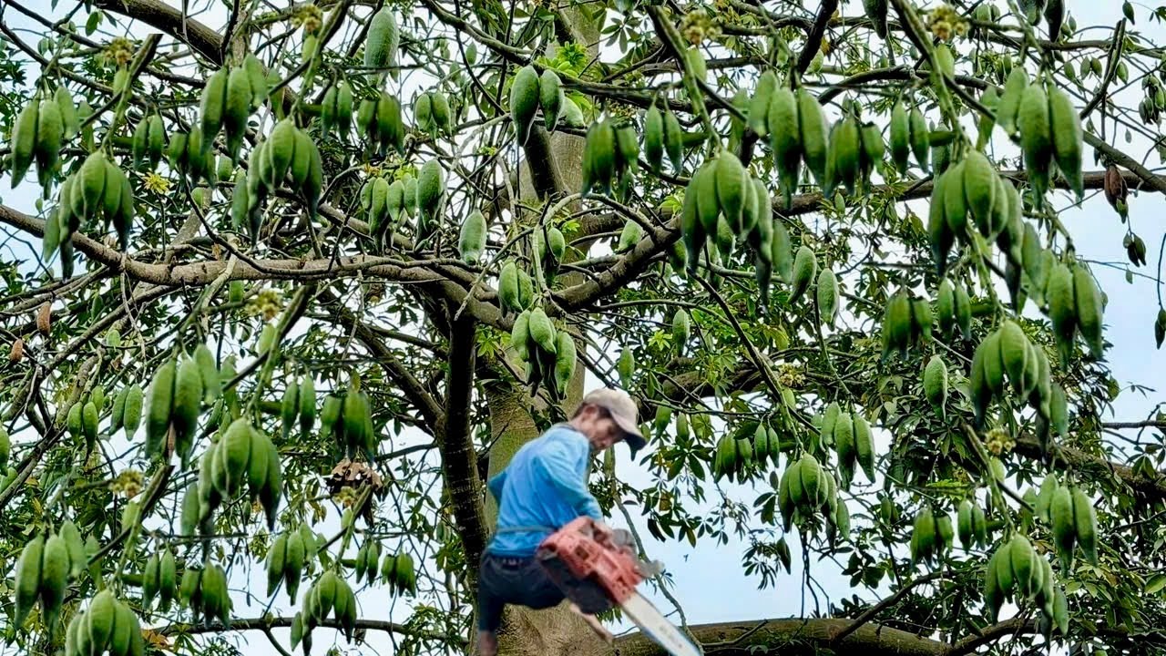 Cưa cây gòn siêu khủng , Siêu trái , Gần nhà , Cưa cây kỷ thuật cao .
