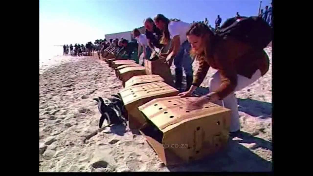 Saving oiled African penguins (MV Treasure Oil Spill, 2000)