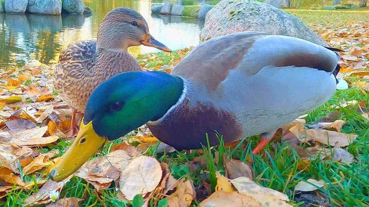 Two Mallard Duck Couples During Fall / Autumn [4K]
