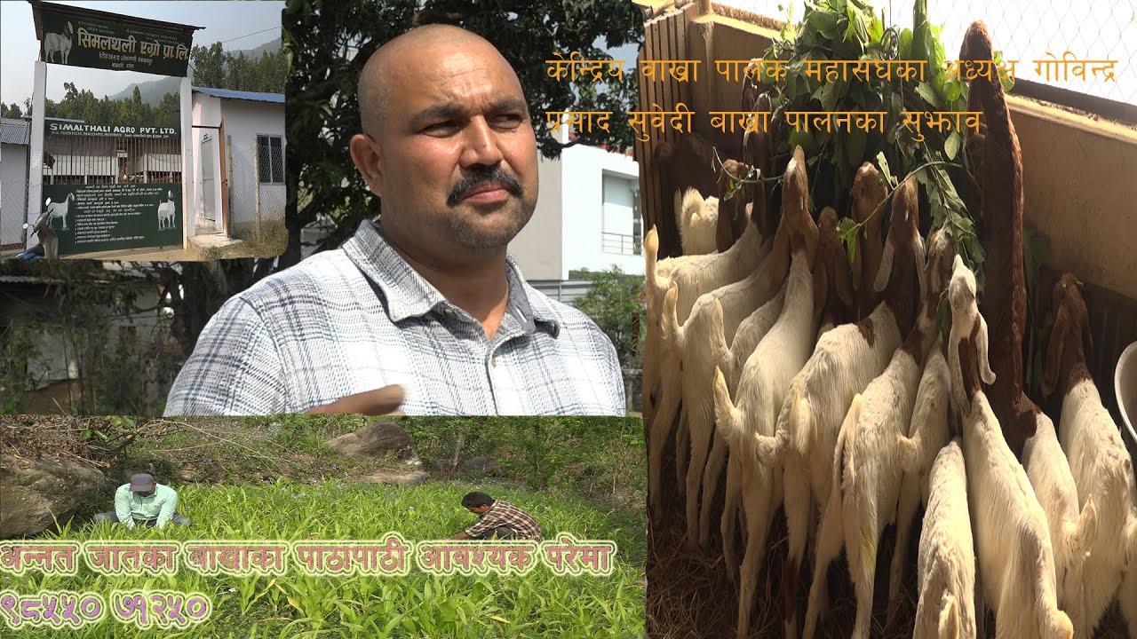 देशकै नमुना वाख्रा  फाम / सिलमथली एग्रो  फम /१० कराेड लगानी र ८५० भन्दा बढी बाख्रा Simalthali Agro