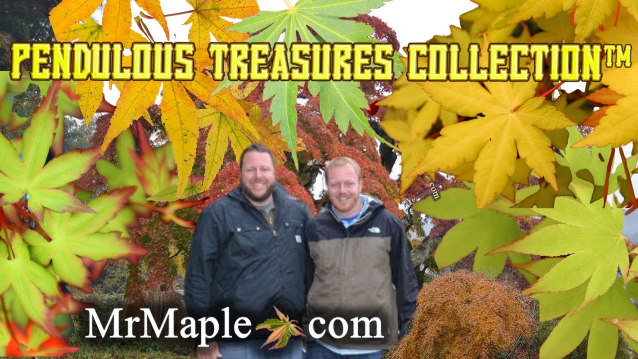 Pendulous Treasures Collection™ by MrMaple.com ~ Rare Weeping Japanese Maples!