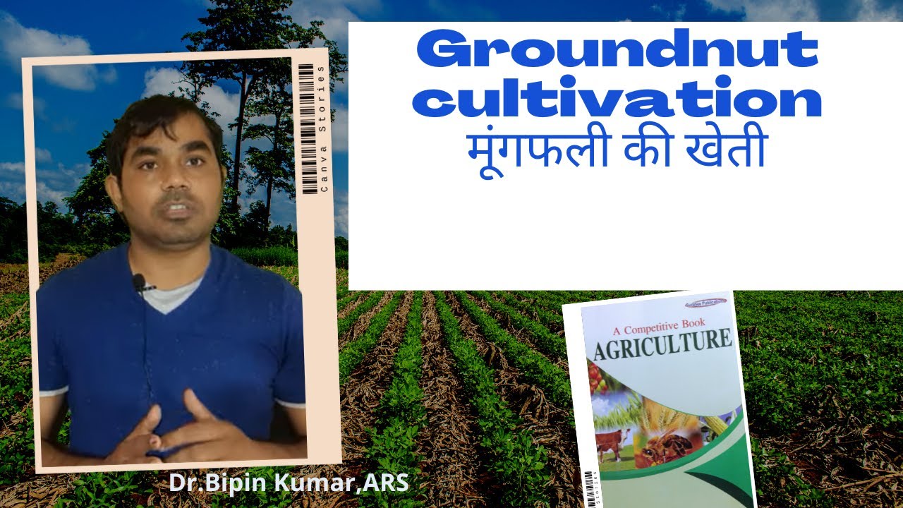 Groundnut cultivation|मूंगफली की खेती|