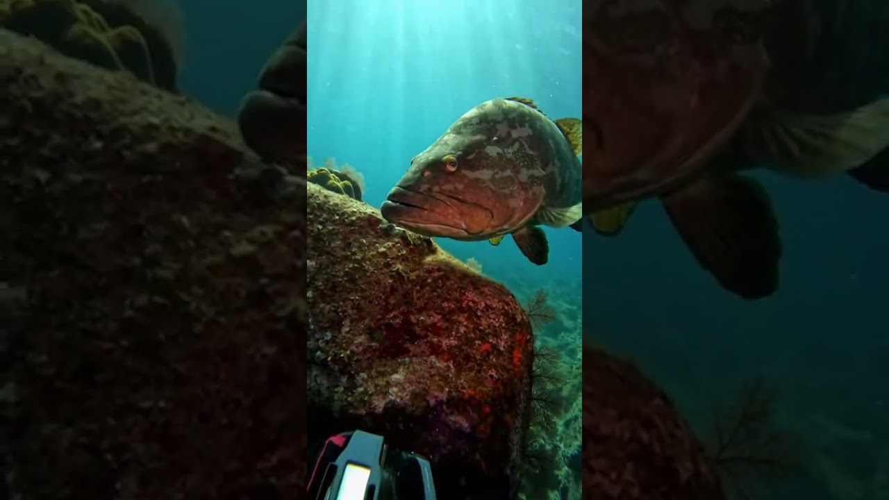 #OceanLifeUSA #MarineWildlife #UnderwaterWorld #OceanPredators #SeaLifeDiscovery