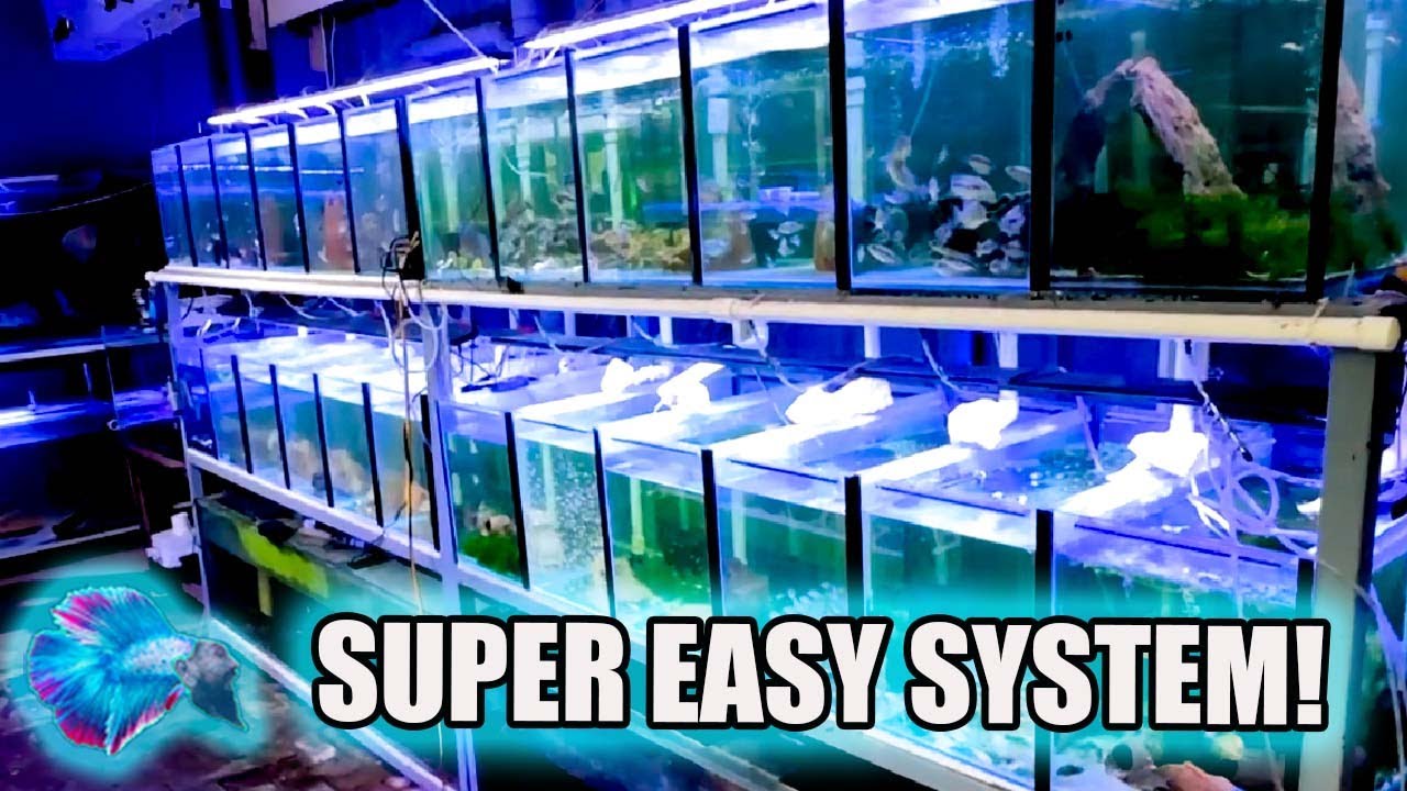 FISH ROOM BUILD * Breeding Setup Two Years Later *