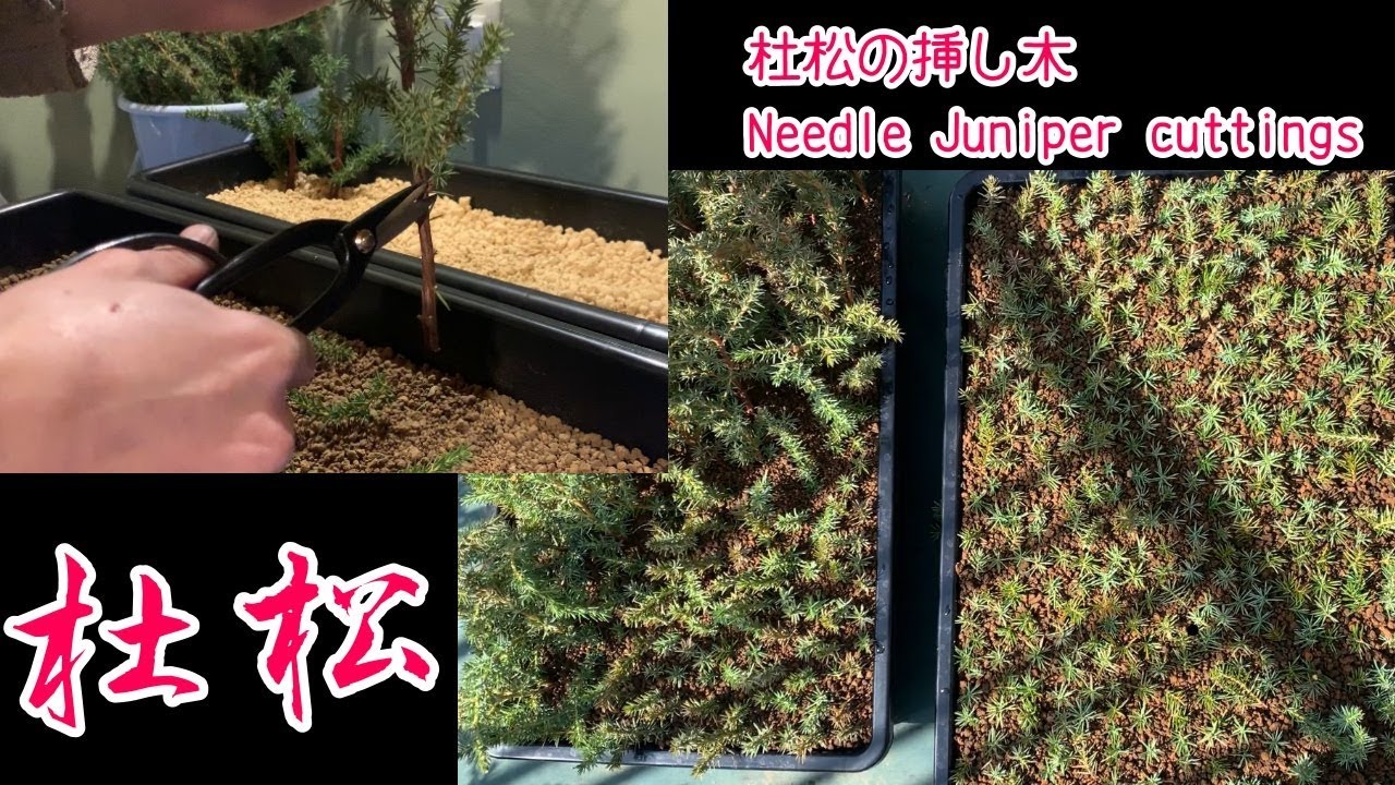 杜松の挿し木をしました^ - ^ Needle Juniper cutting 盆栽 挿し木 bonsai