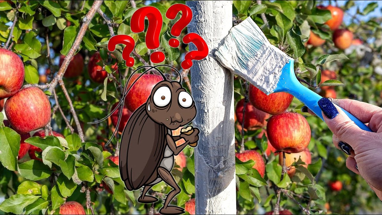 🌳🪲🍎 Białe drzewka są niewidoczne dla szkodnik&oacute;w. Bielenie drzew wapnem, co daje, jak i kiedy wykonać