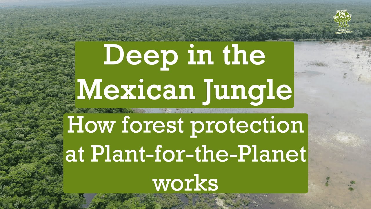 Deep in the forest with our rangers: How Plant-for-the-Planet is involved in forest conservation