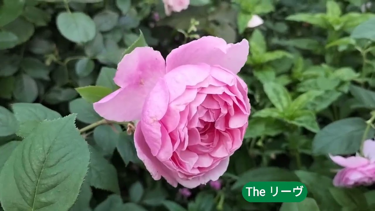 2026.2.20 🌹開花総集編①イングリッシュローズ〜ホット花壇