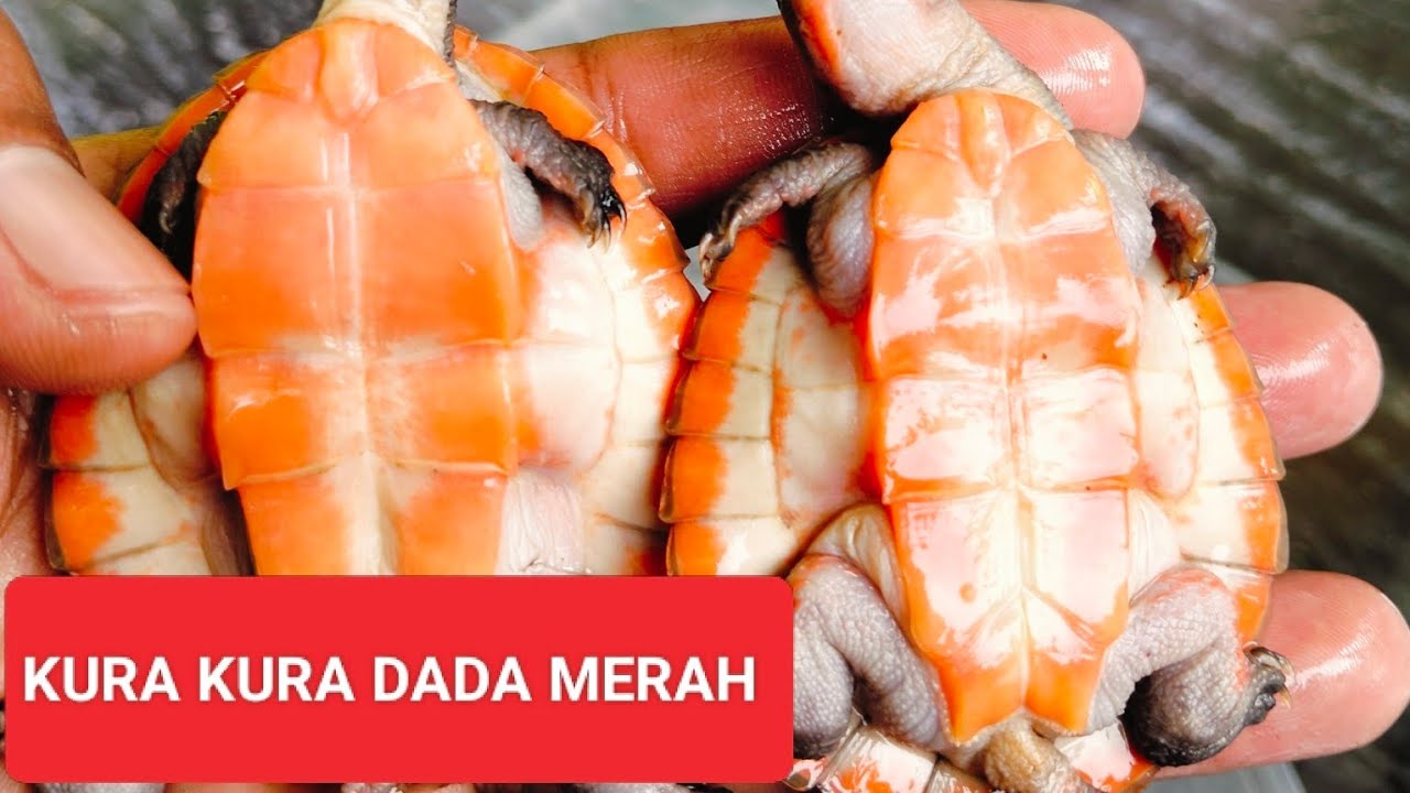Kura Kura Dada Merah