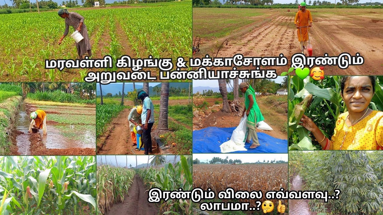 முத்துசோளம் விதைப்பு முதல் அறுவடை வரை😊🚜🌽🌱💚|corn cultivating|#corn #maize #plants #harvest #village