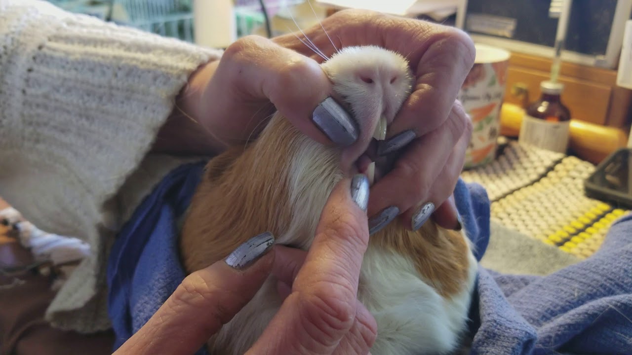 Guinea Pig Tooth Trim