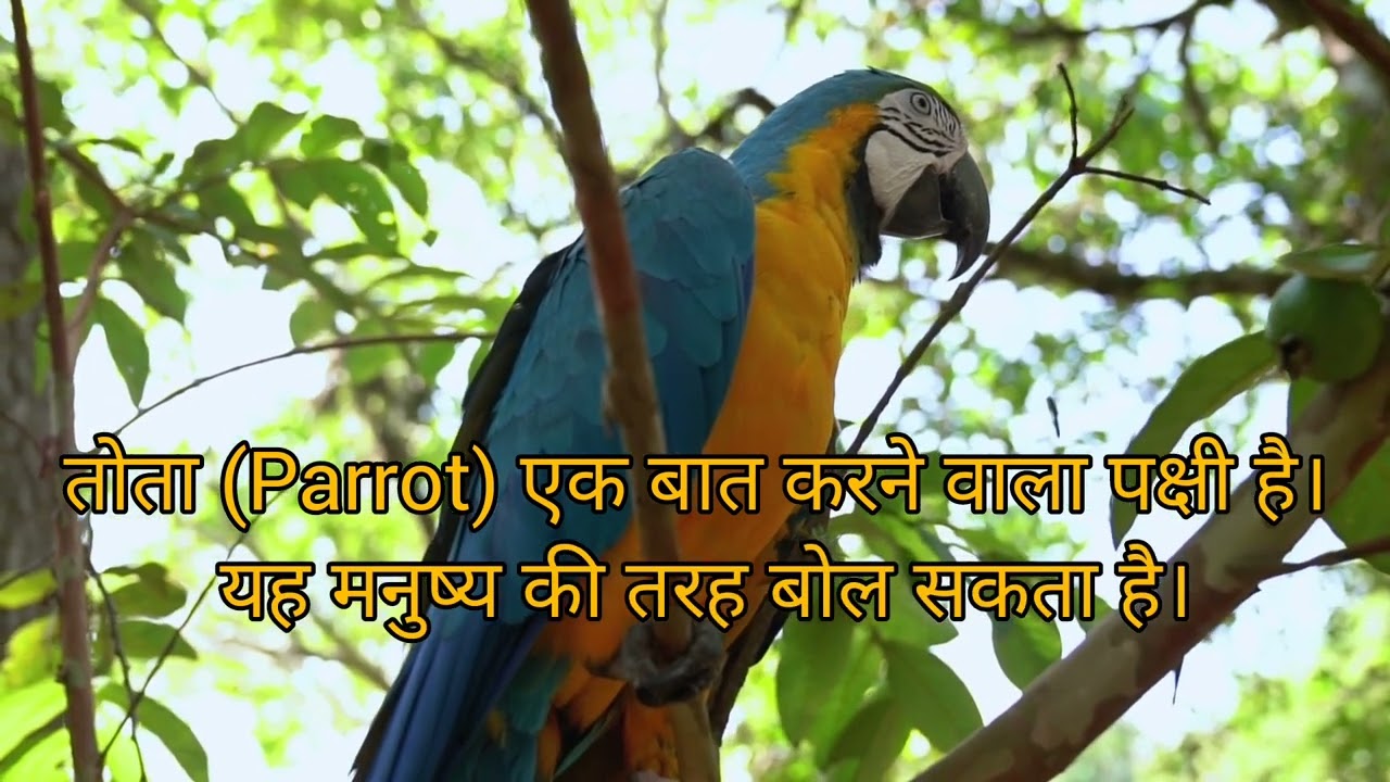 मैं तोता मैं तोता|| Facts About Parrots 🦜@kidschannelindia
