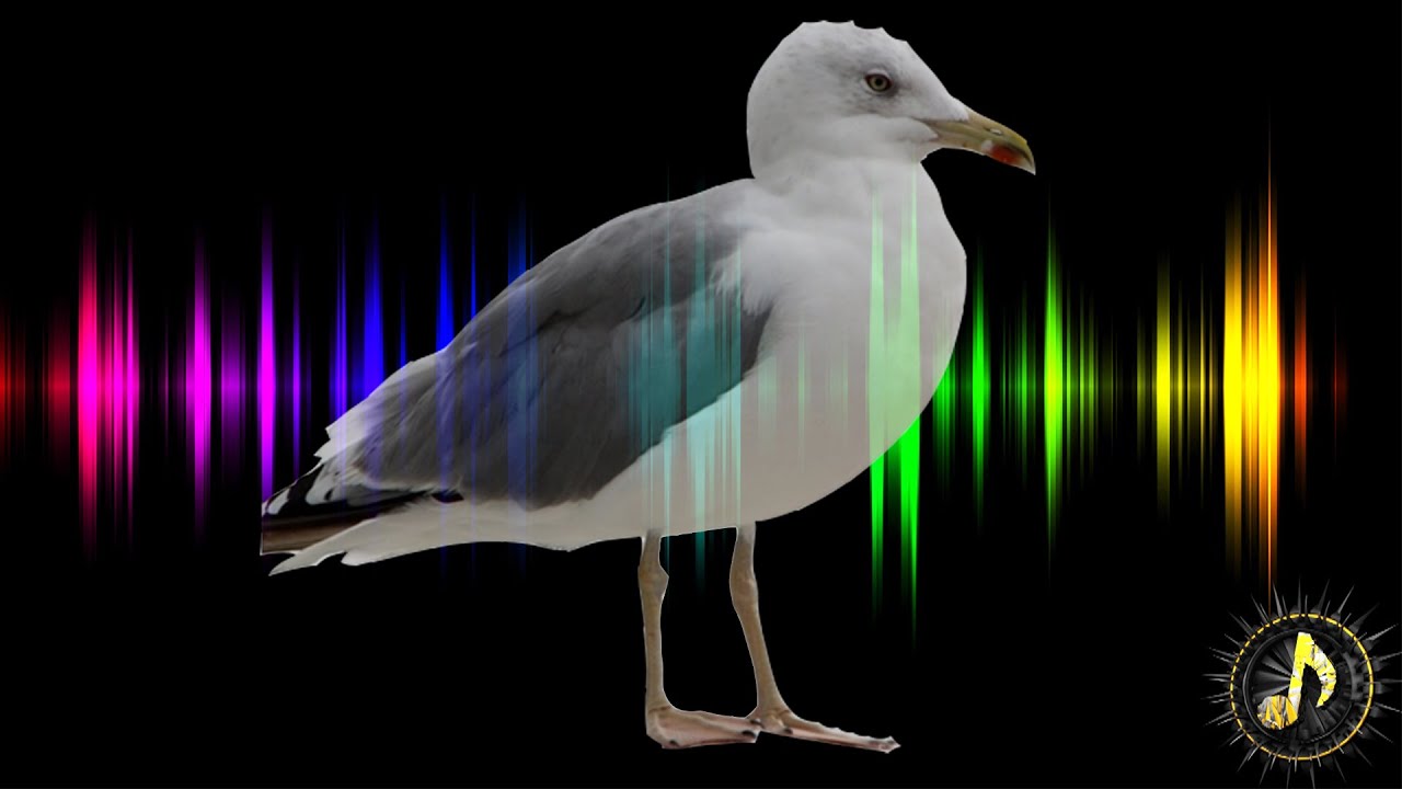 Seagull Sound Effect