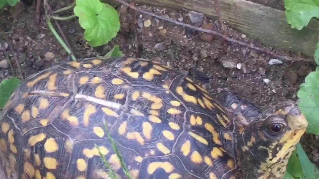 New Box Turtle Habitat!!!