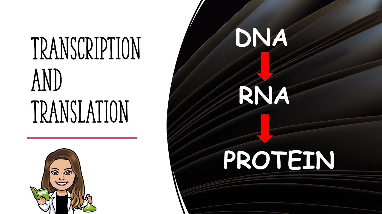Transcription and Translation Explained
