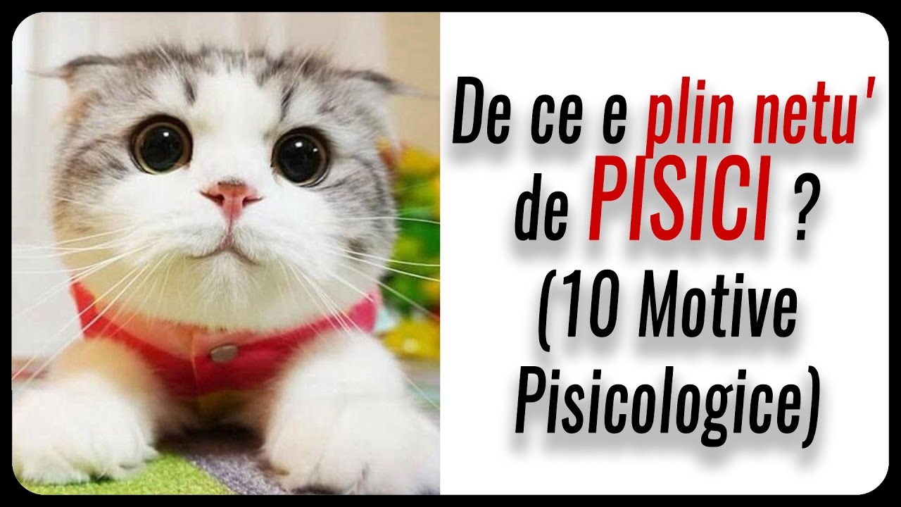 De ce e plin netu' de PISICI ? (10 Motive Pisicologice)