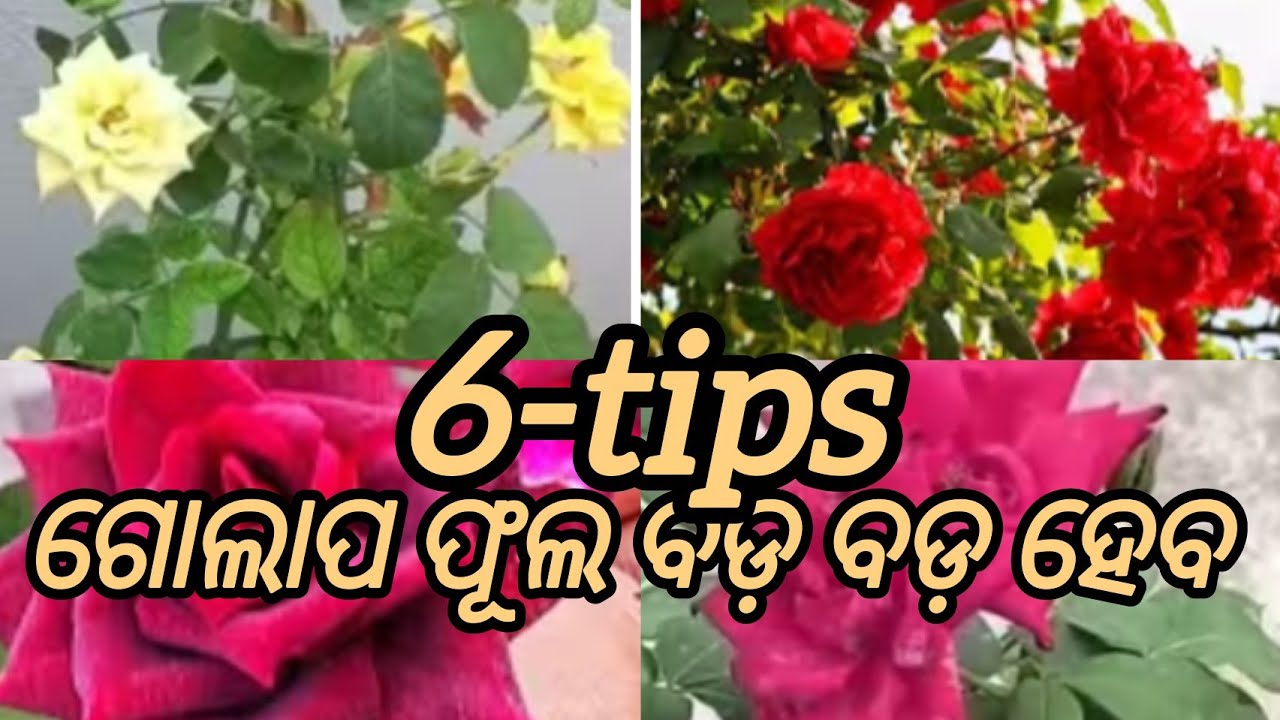 Rose plant care for big flower #youtube #garden #flowers #gardening #plants #rose