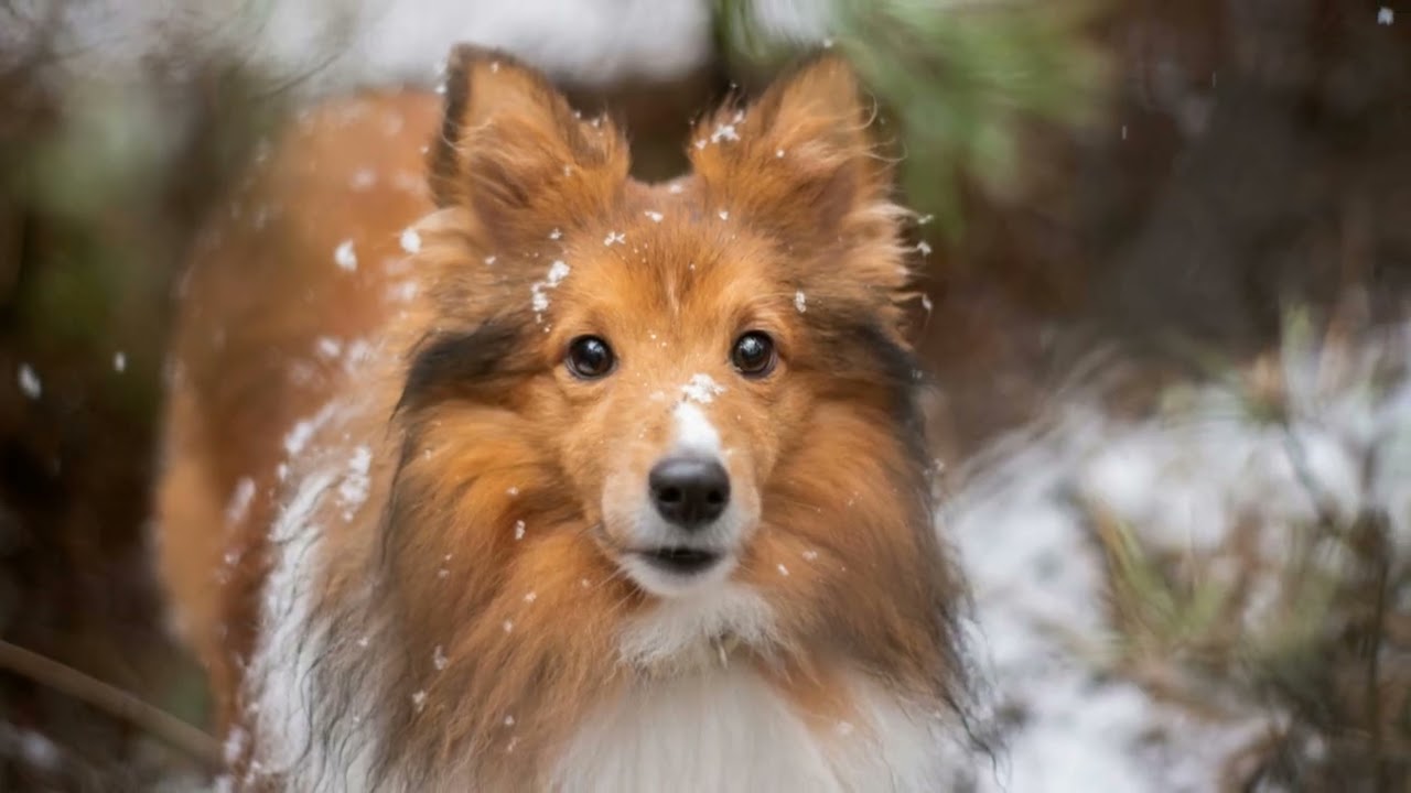 10 Most Fascinating Animals in Iceland !