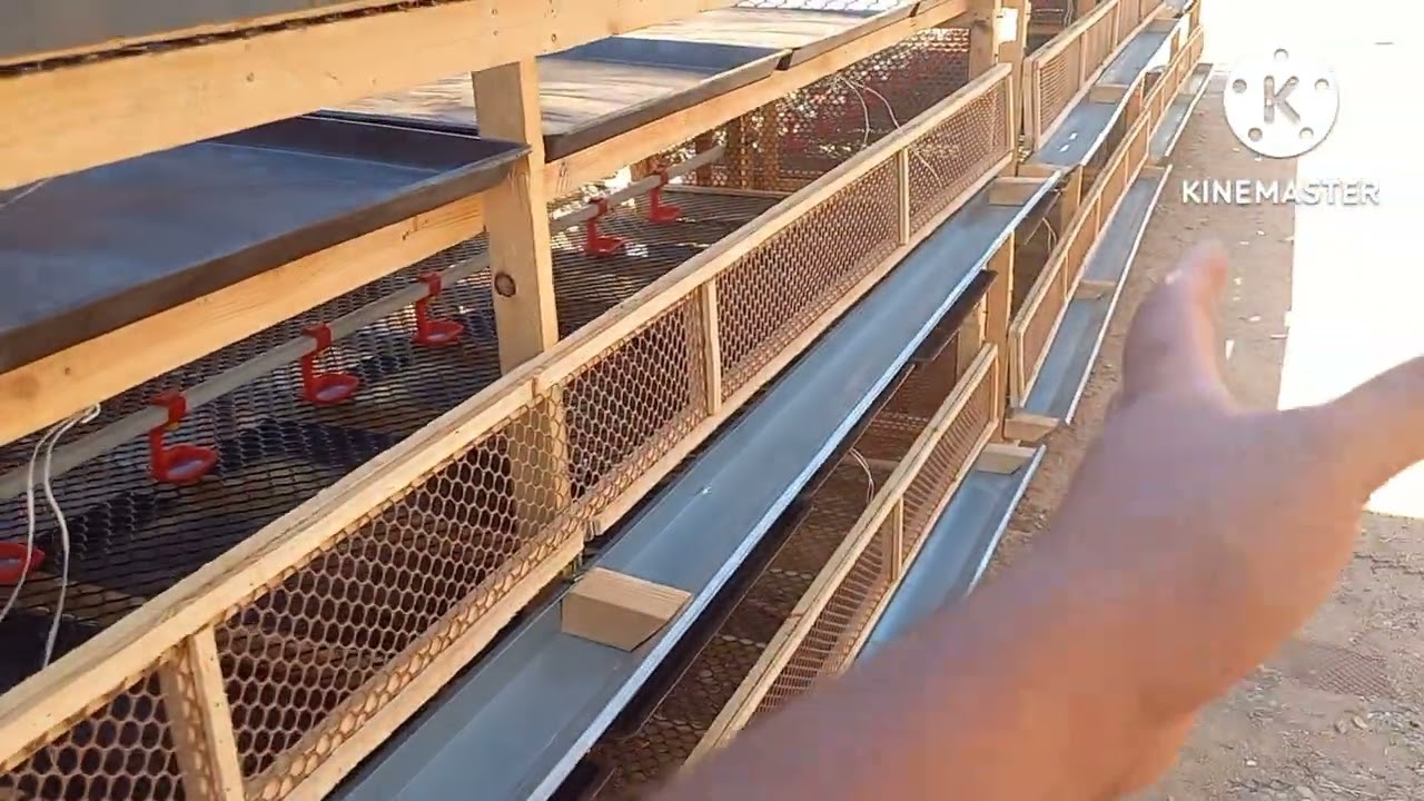 33 بطارية تلاته متر في متر حمولة 5 تلاف فرخة عنبر كفر الدوار محافظة البحيرة 01008622583