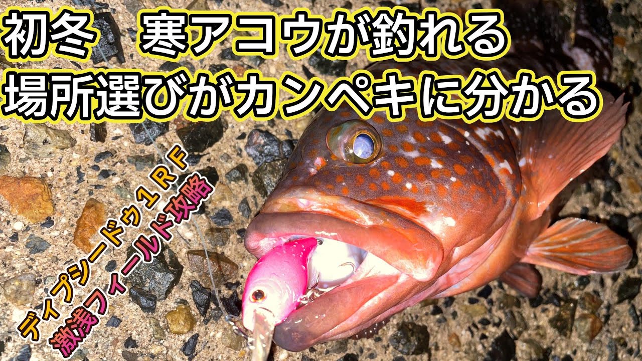 初冬寒アコウ絶対釣れる場所選び【荒れ耐性】と激浅クランクベイト