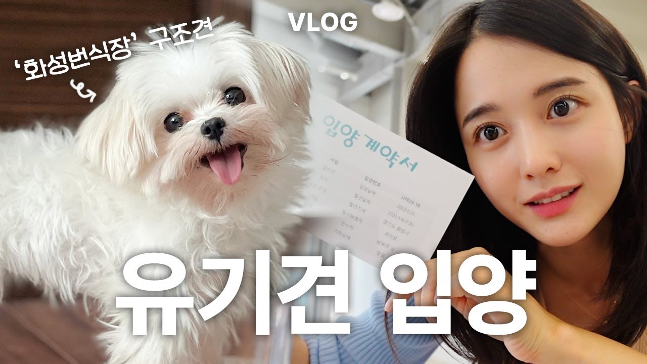 화성 번식장에서 구조한 강아지를 입양했어요♥️이름: 머털이 🐶특징: 귀여움✨#견생역전
