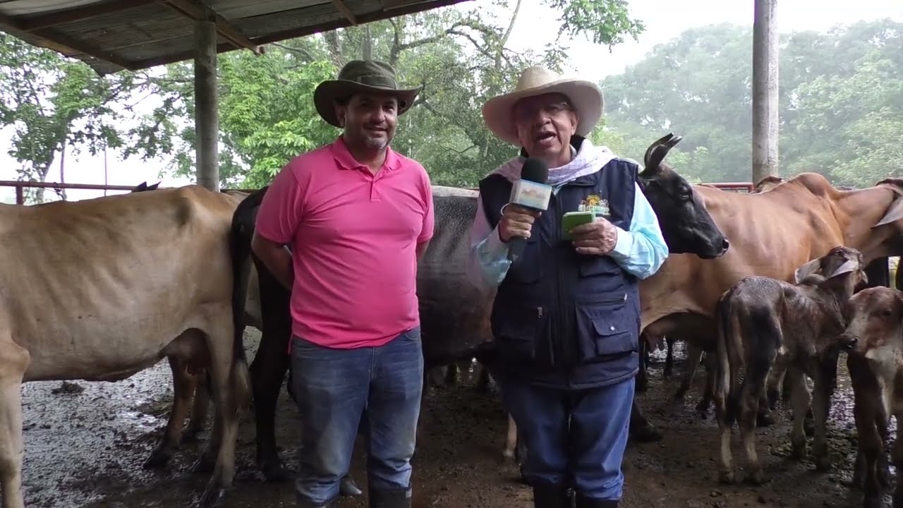 Ganadería y caballos de trabajo
