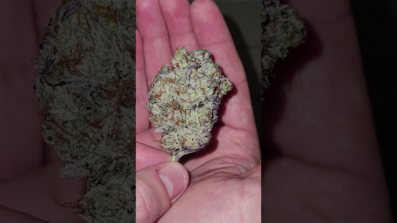 Cheap Weed vs Expensive Weed #cannabistalk101 #thc #alwaysgoodcannabis
