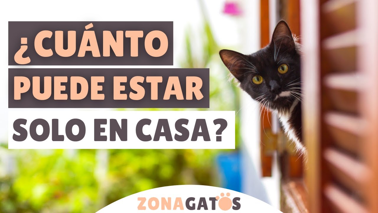 ¿CUÁNTO TIEMPO puede estar un gato SOLO EN CASA? ⏰