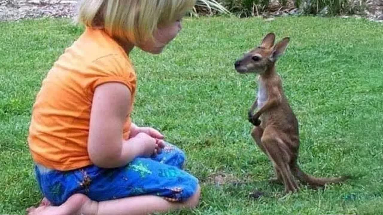 You Laugh You Lose 🌈 Funniest Cat Videos Ever 2026  🦸‍♀️