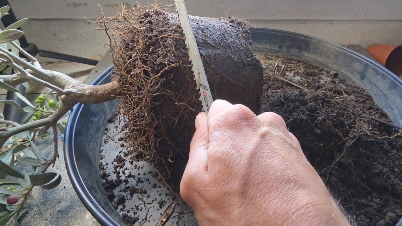 Instant Olive Bonsai Tree From Nursery Stock
