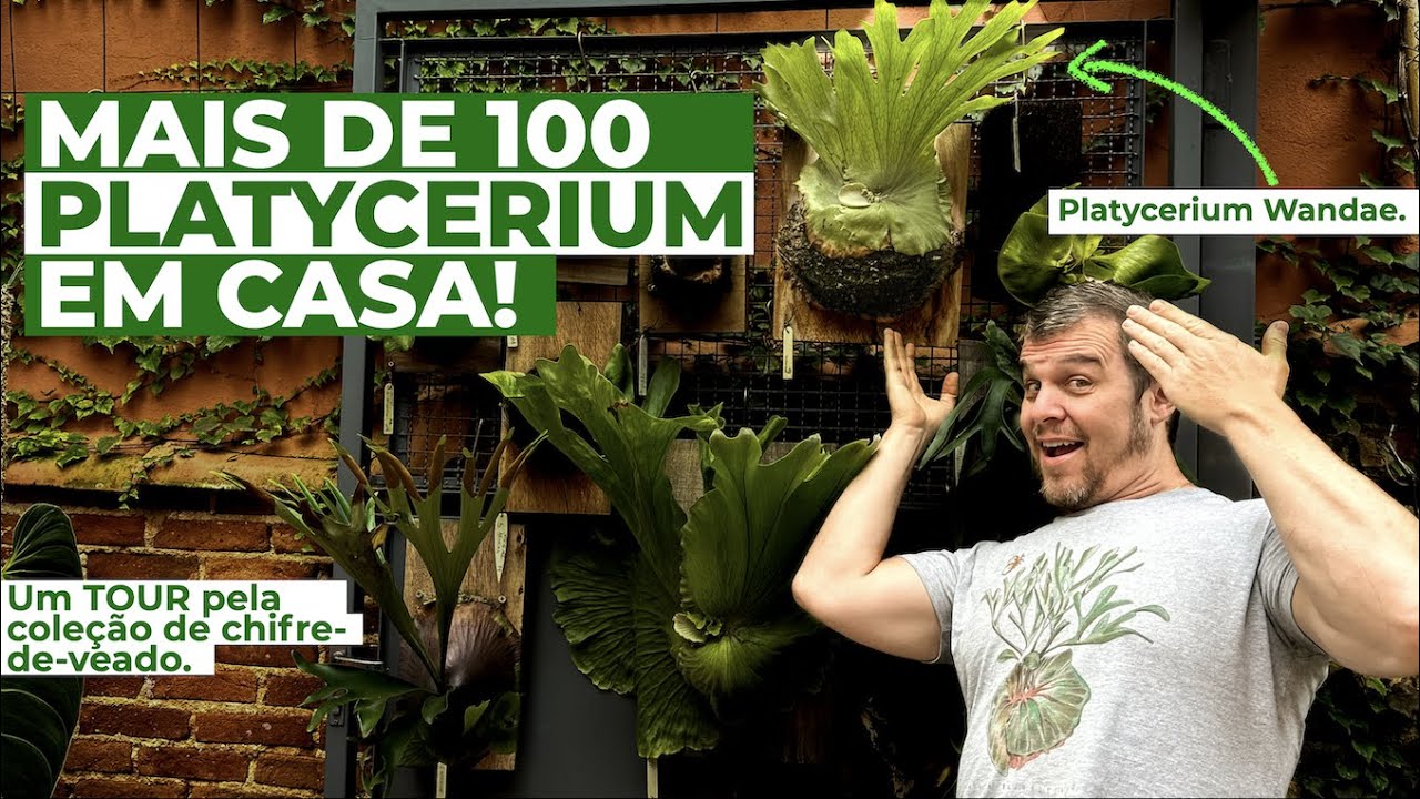 MAIS de 100 chifres de veado na coleção: um tour pelos PLATYCERIUM comuns e outros raros.
